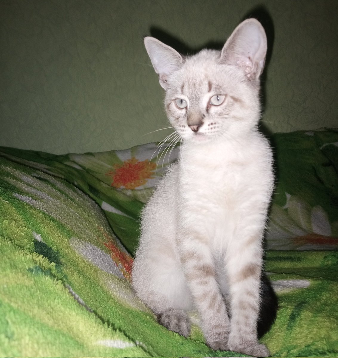 💜𝕒𝕍𝕟💜 | tmr tweet media