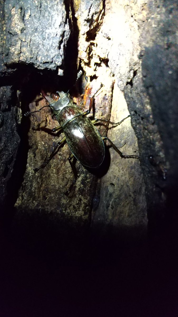 初心者のらビト Newbienorabito Twitter