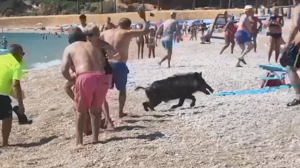 Un porc senglar surt del mar i mossega una dona en una platja de la Marina Baixa bit.ly/3Qduey3