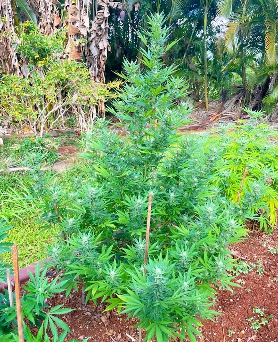 This grower in HAWAII just sent pictures to show us how our seeds are doing out there! Wow!

This is our Blueberry PopTartz line that people fell in love with. Check out that stature though, its perfect!

FYI Here's a secret tip, Our new seed drop is available now! #cannabisseeds