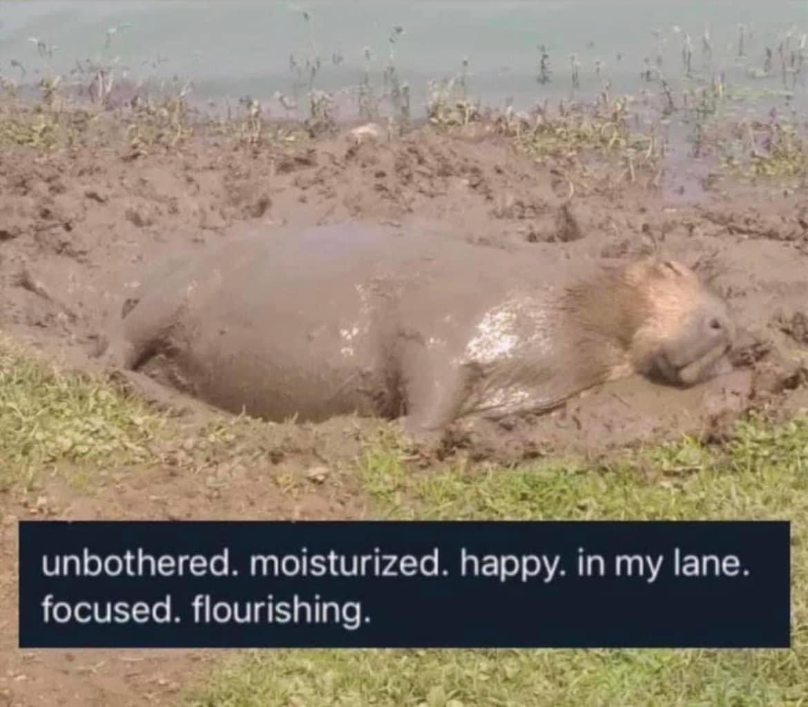 CAPYBARA_MAN's tweet photo. https://t.co/8Xd51HJqmP