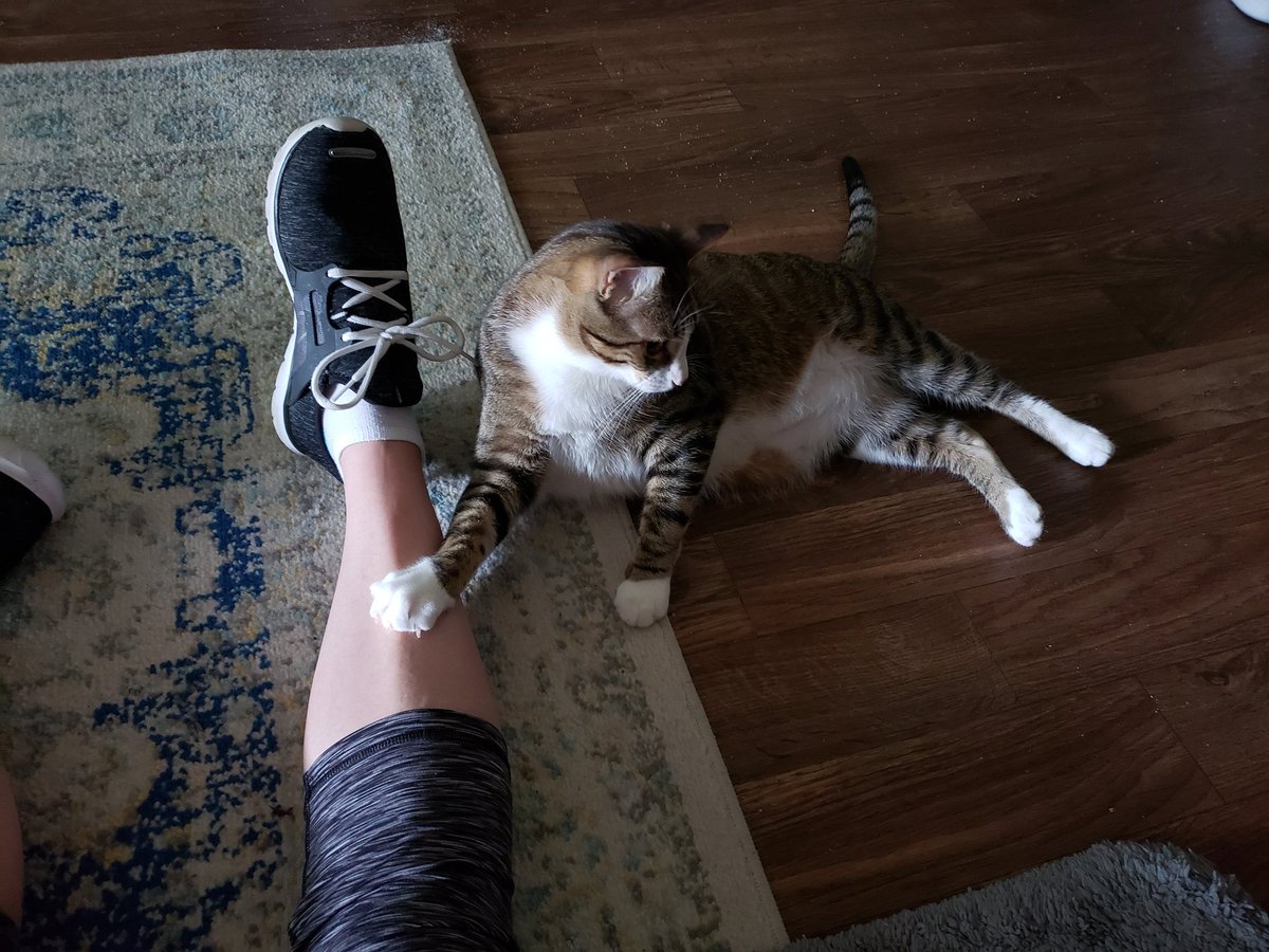 SoberNow112521's tweet photo. #GeorgeCat knows to try &amp; hold me back when I'm about to go to the gym. Men.... 
#RecoveryPosse Hope everyone has a fantastic #Sober Saturday!!! https://t.co/buff2uxeb8