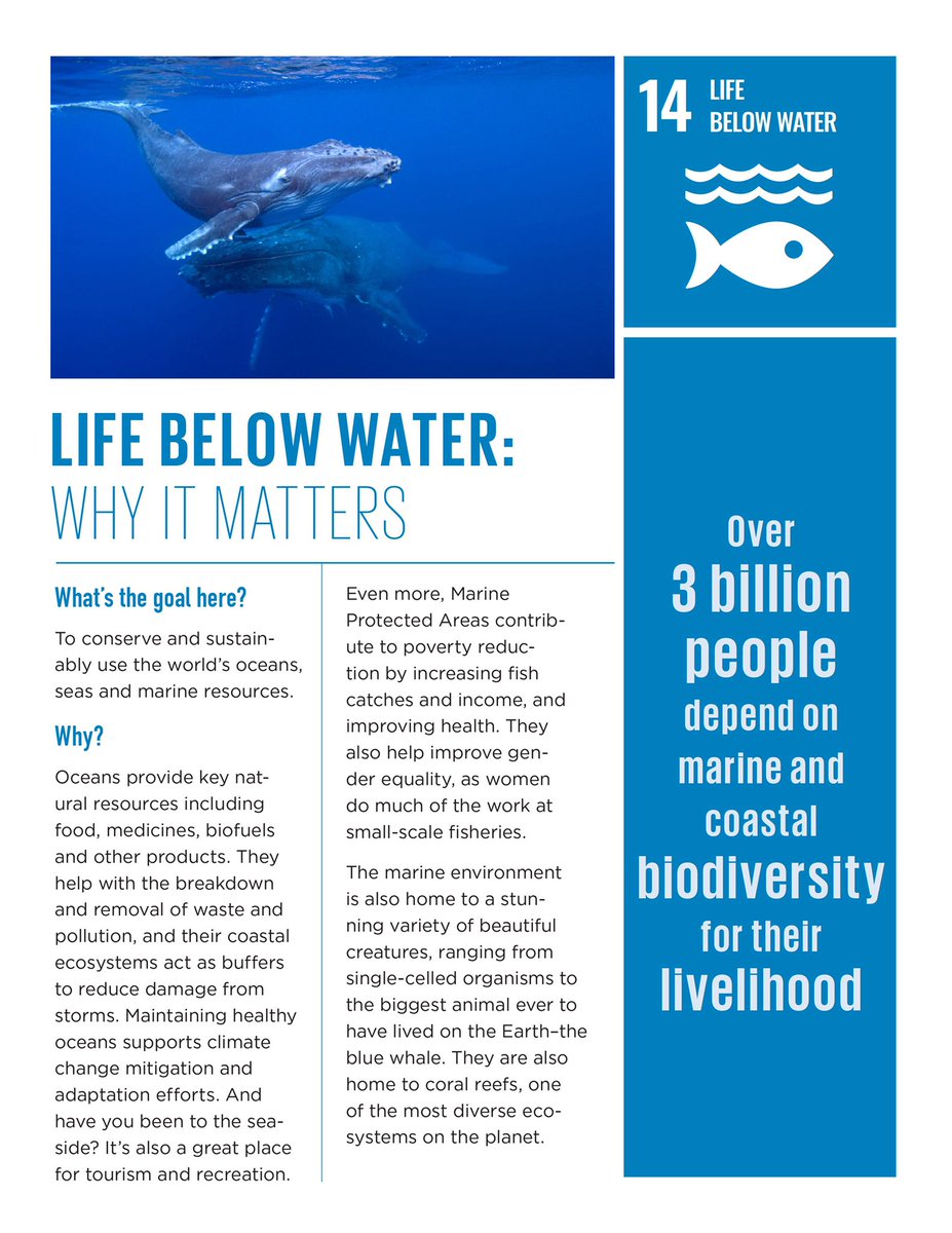 SDG_LAfinal's tweet photo. Why Life Below Water Matters, and What is Their Goal https://t.co/ELEOm8DC7b