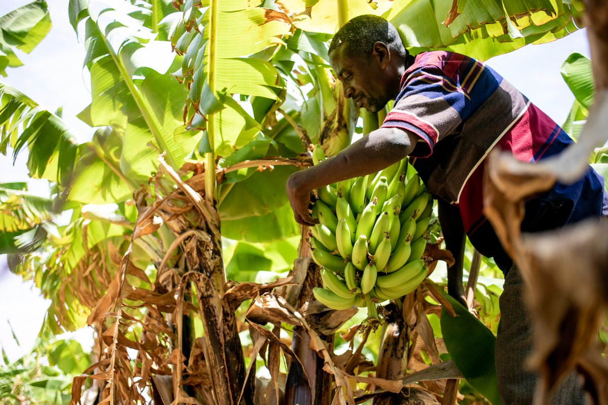 FAOHaiti's tweet photo. Les objectifs d’un régime alimentaire sain et durable est d’atteindre la croissance et le développement optimaux de tous, de soutenir le fonctionnement et le bien-être physique, mental et social à toutes les étapes de la vie, pour les générations actuelles et futures @FAO https://t.co/fEApMyOr7y