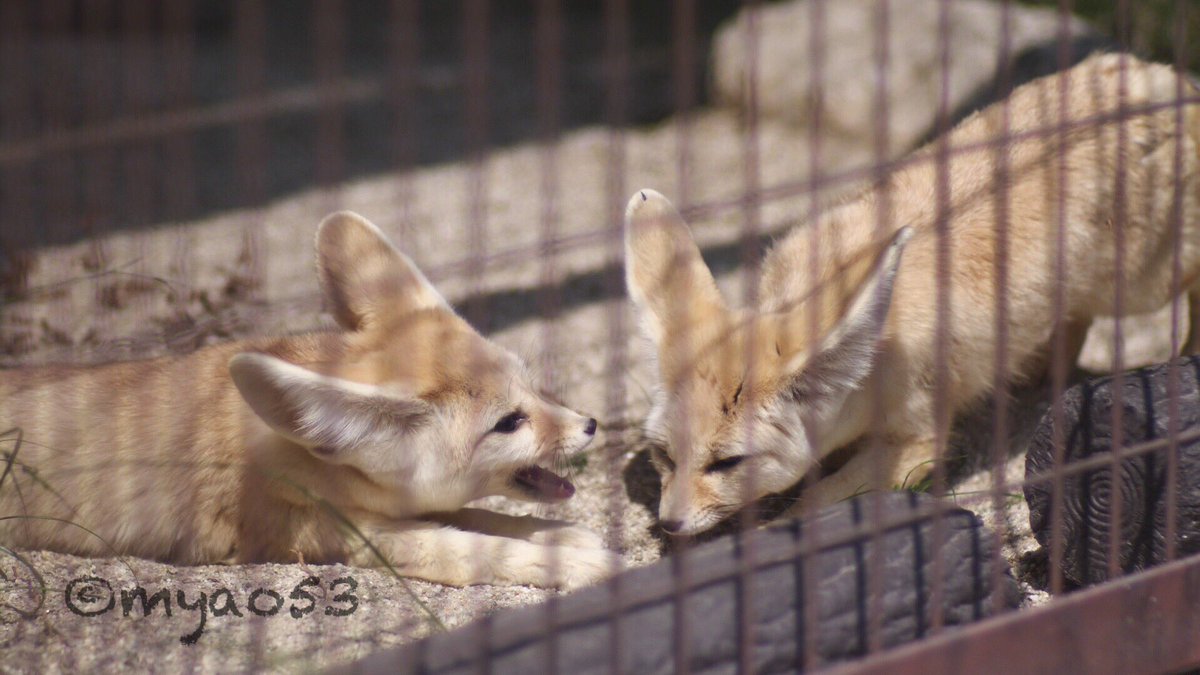 myao53's tweet photo. #fenecfox #フェネック
#higashiyamazooandbotanicalgardens #東山動植物園 #キキ #ジョワ #オールドレンズ #zoologicalpark #animalphotography
#イヌ科最小動物
仲良く寛いでますが…
ジョワがキキにちょっかいを
キキ💢
ジョ、ジョワくん… https://t.co/WG2ng3A7UH
