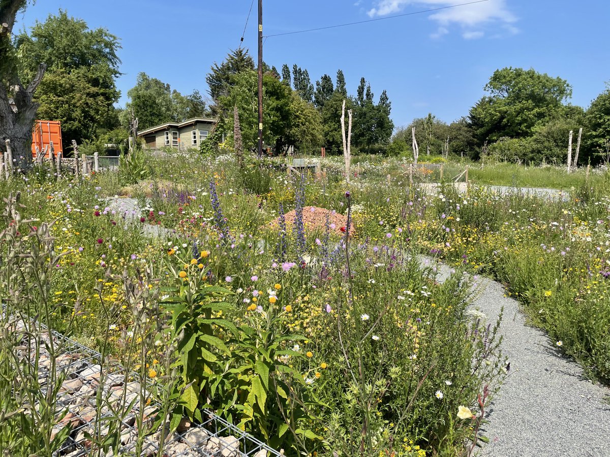 #brownfieldgarden #standingdead #constructionwaste