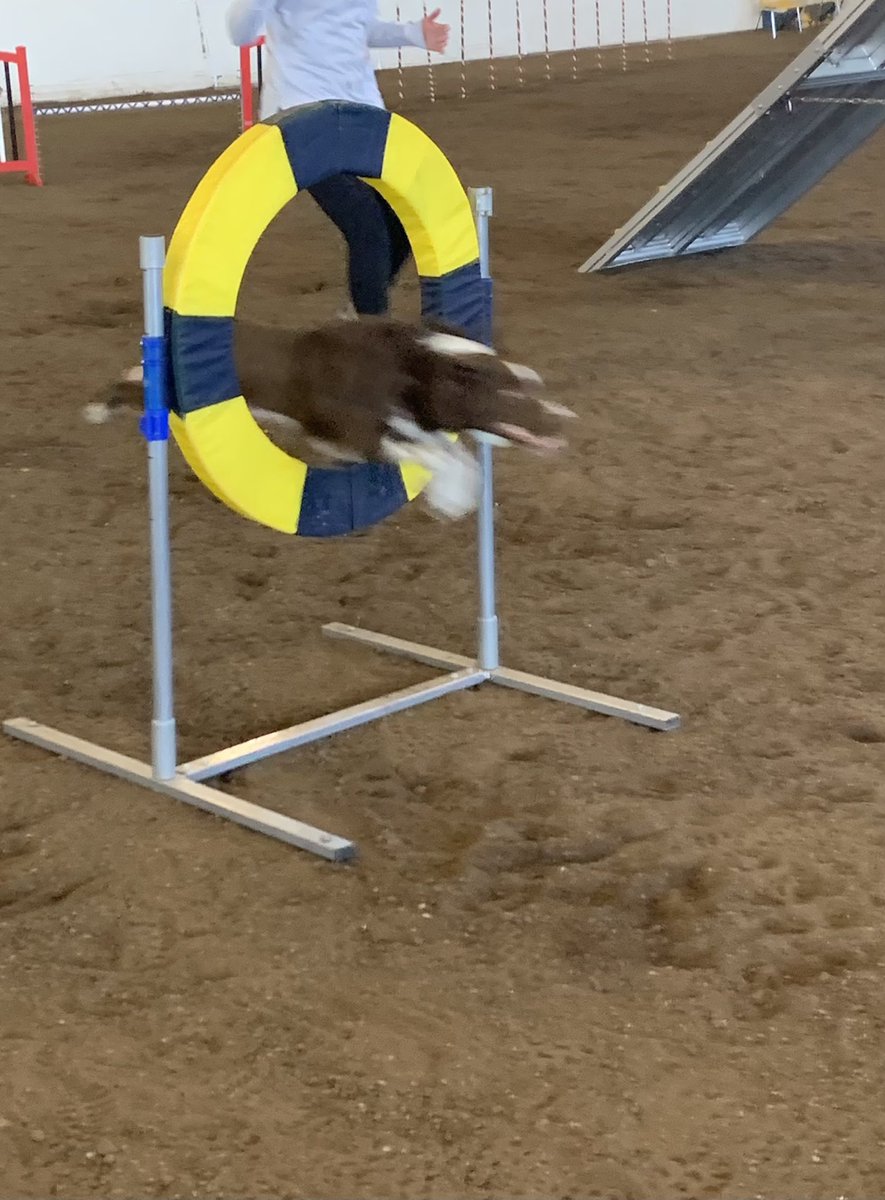 When you literally can’t get a good picture because the dogs are soooo fast!  #dogsgility #REACHHuron
