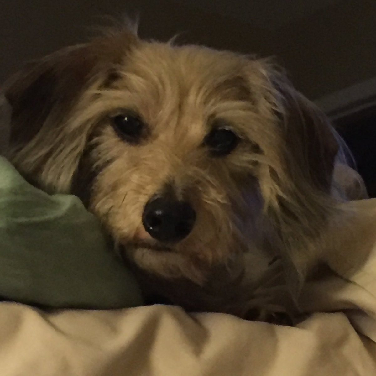 Phenny128's tweet photo. Two years ago, we lost our beautiful Phoenix. My heart hasn’t healed yet. https://t.co/dxUpZb2INC