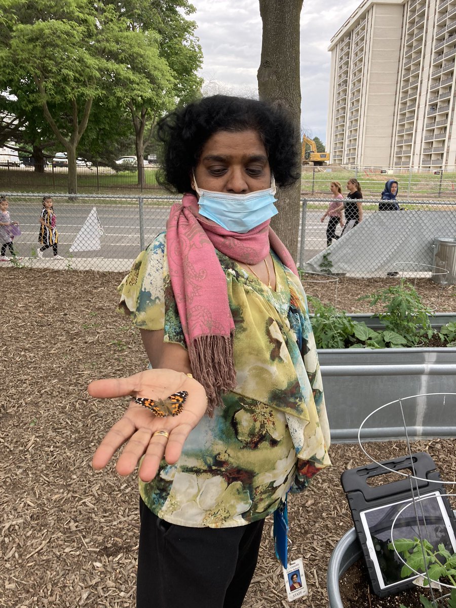 The butterflies have been released! It was so fun to watch the kindergarten students engage in this learning. <a href="/TDSB_Grenoble/">Grenoble Public School</a>
