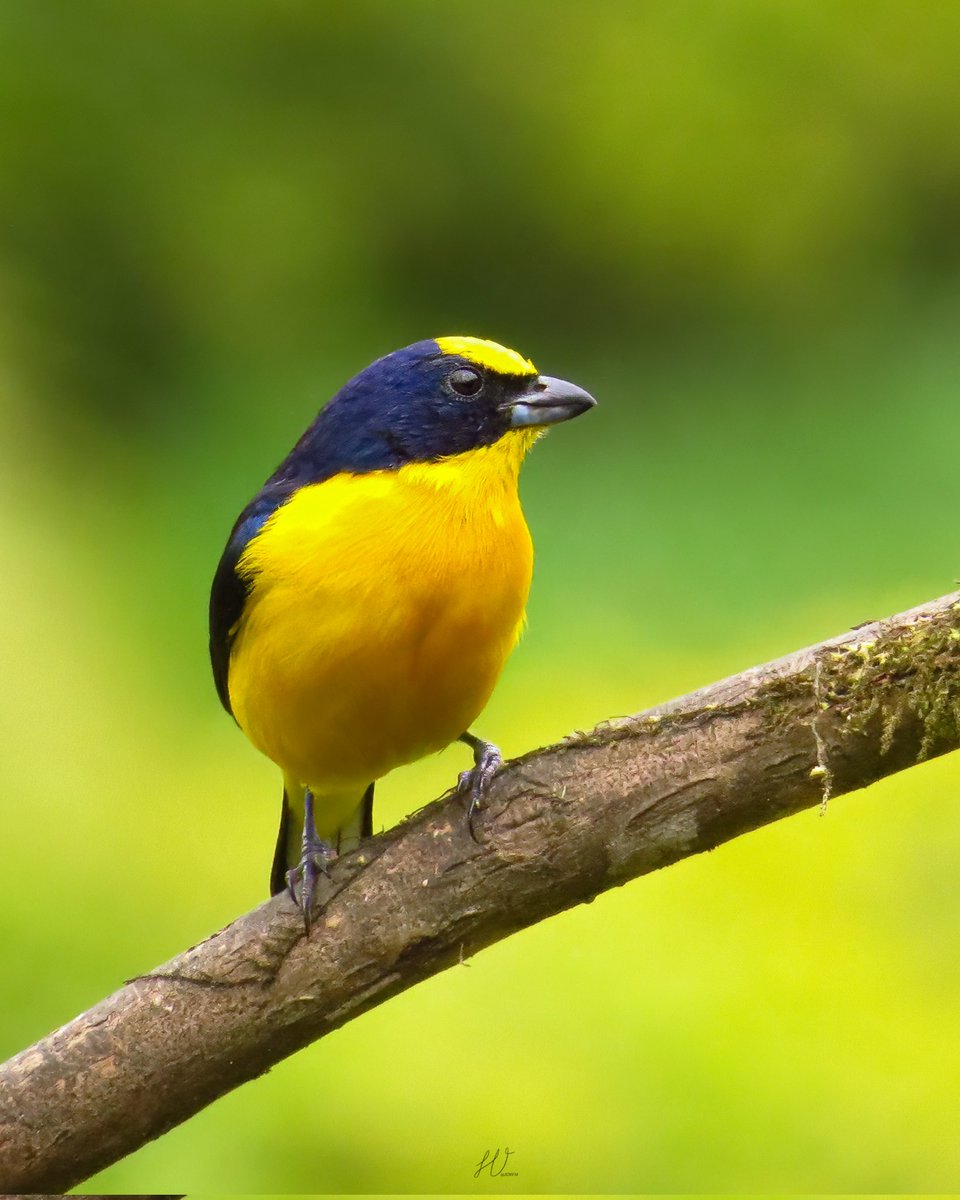 JCHV10's tweet photo. Les deseo un feliz fin de semana en compañía de esta elegante eufonia gorgiamarilla.

🇬🇧 Thick-bellied Euphonia
📖 Euphonia laniirostris

#AvesDeColombia
#birdphotography 
#birds https://t.co/ujZq0sLGMs