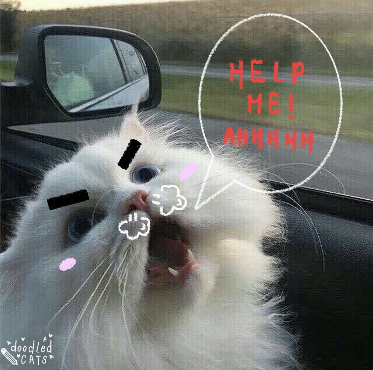cats w brows tweet media