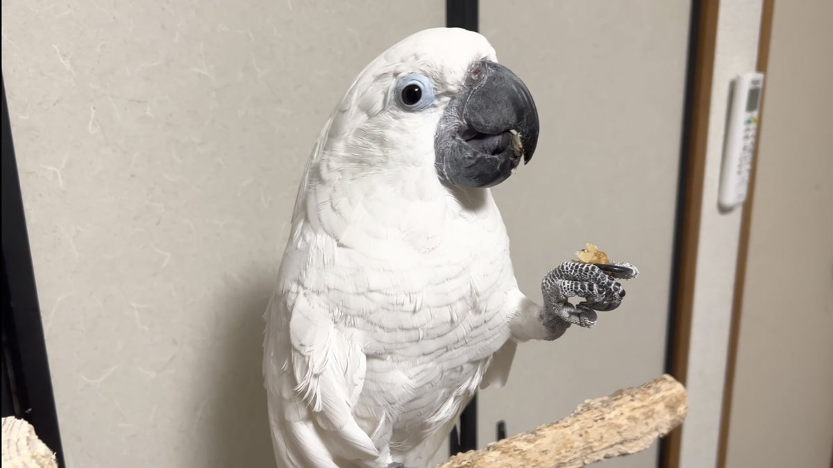 タイハクオウムのゆきまる