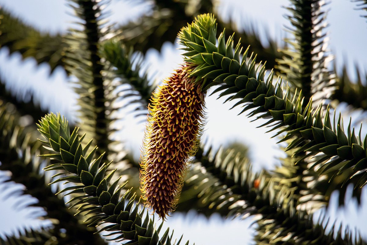 425talker's tweet photo. This #pinecone on our #monkeytree is like 12" long! They are native to Chile and Southern Argentina, but seem to grow just fine in the #PNW https://t.co/UOmAensMtv