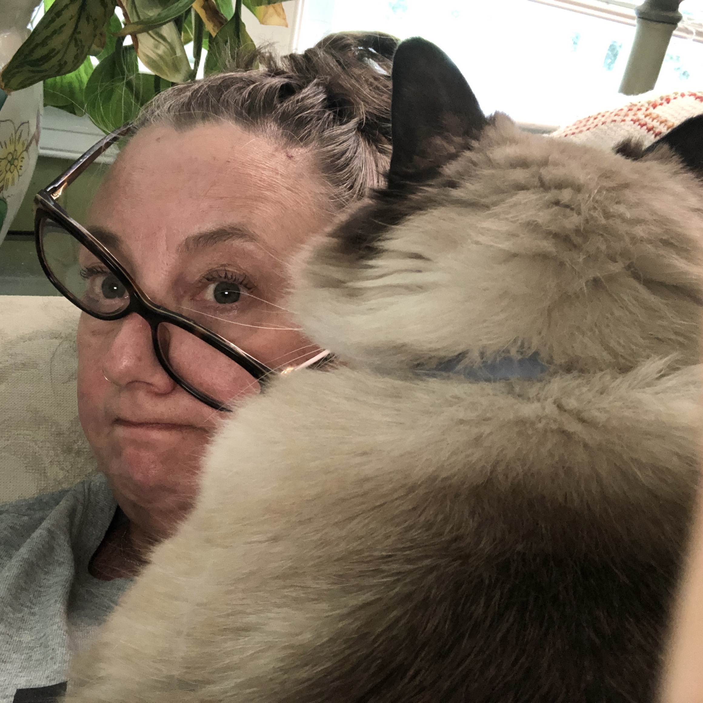 NC State Vet Medicine on Twitter: "IT'S NATIONAL HUG YOUR CAT DAY