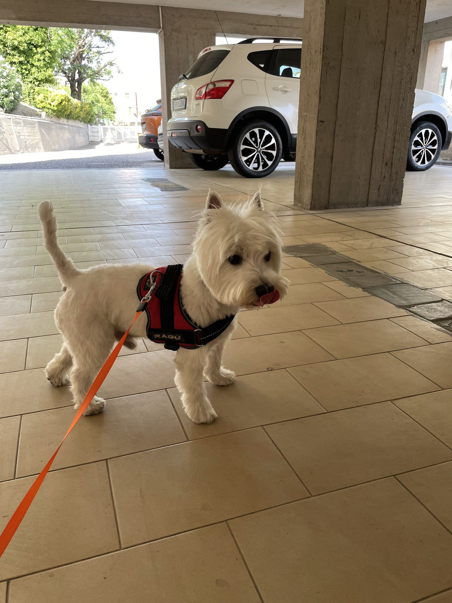 Rag the Italian Westie on X