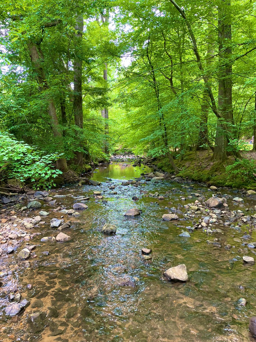 Noticing and trying to identify the trees or plants to which these leaves belong that grow along Bolin Creek was another point of interest and natural inquiry. #OutdoorLearning <a href="/NorthsideES/">Northside Elementary</a> <a href="/4thNes/">NES 4th-Grade</a>