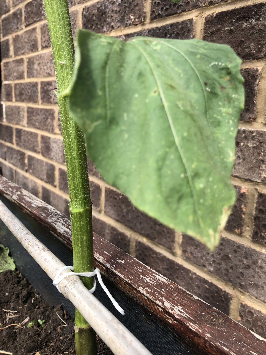 LettsomGrow tweet media