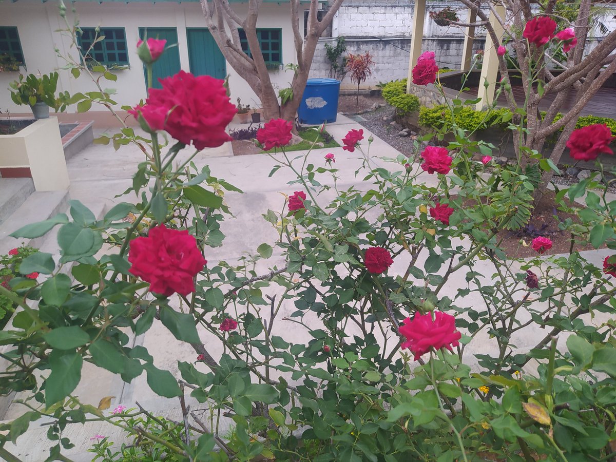 En este Jardín...las flores te abrazan con sus destellos tan vivos!!!