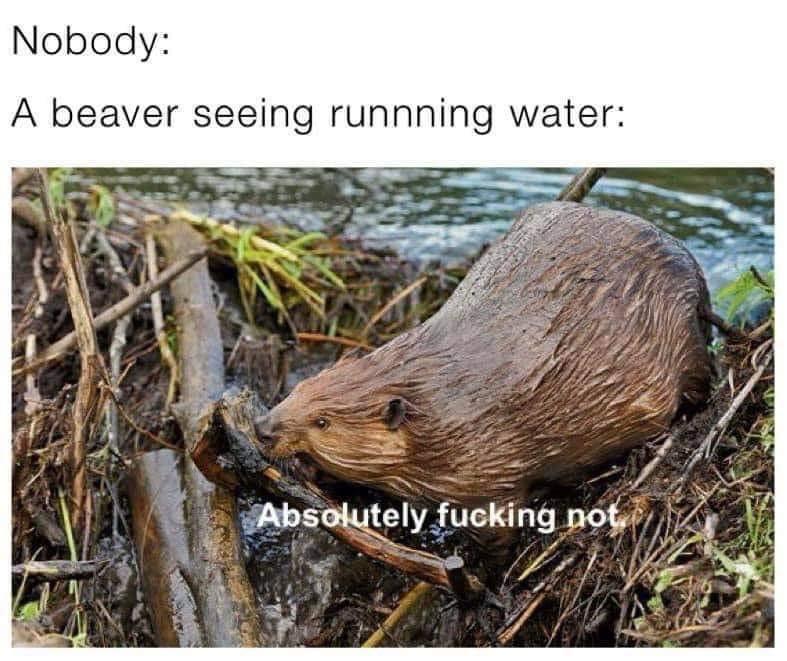 CataleyaVi's tweet photo. Beavers be like🥰 https://t.co/P2eYOrQFUs