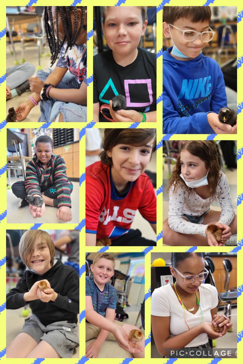 MrsMoniz_EPole's tweet photo. Project CHICK 2022 🐣🐤🐥🐔🐓 #caseyfarm #ThisIsParker @Taunton_Schools @parker_middle @MikeByron7 @HistoricNE #dominiques #rhodeislandreds https://t.co/DInFMSD7AE