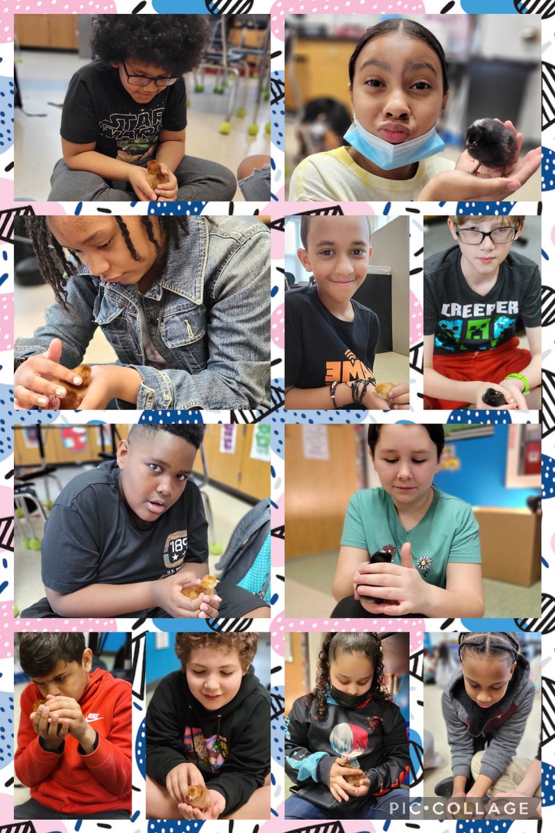 MrsMoniz_EPole's tweet photo. Project CHICK 2022 🐣🐤🐥🐔🐓 #caseyfarm #ThisIsParker @Taunton_Schools @parker_middle @MikeByron7 @HistoricNE #dominiques #rhodeislandreds https://t.co/DInFMSD7AE