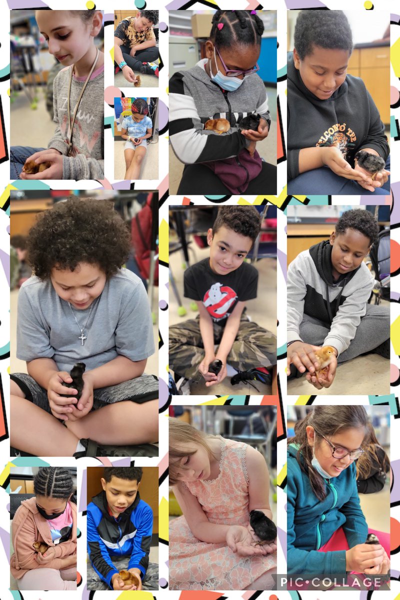 MrsMoniz_EPole's tweet photo. Project CHICK 2022 🐣🐤🐥🐔🐓 #caseyfarm #ThisIsParker @Taunton_Schools @parker_middle @MikeByron7 @HistoricNE #dominiques #rhodeislandreds https://t.co/DInFMSD7AE