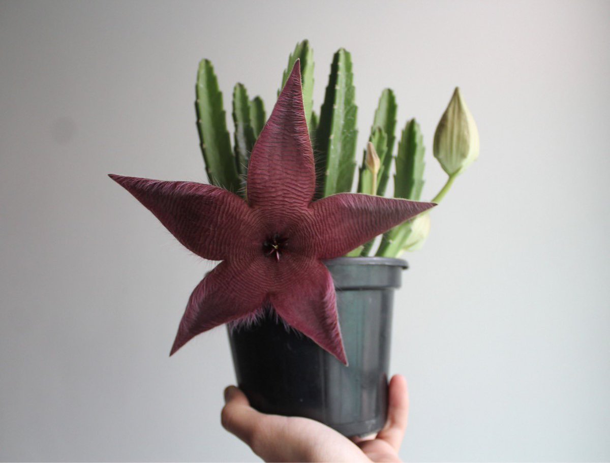 geplam_usp's tweet photo. Me diz se essas plantas não são crias de Demogorgon 😰 #StrangerThings https://t.co/3ZOJzpJFZR