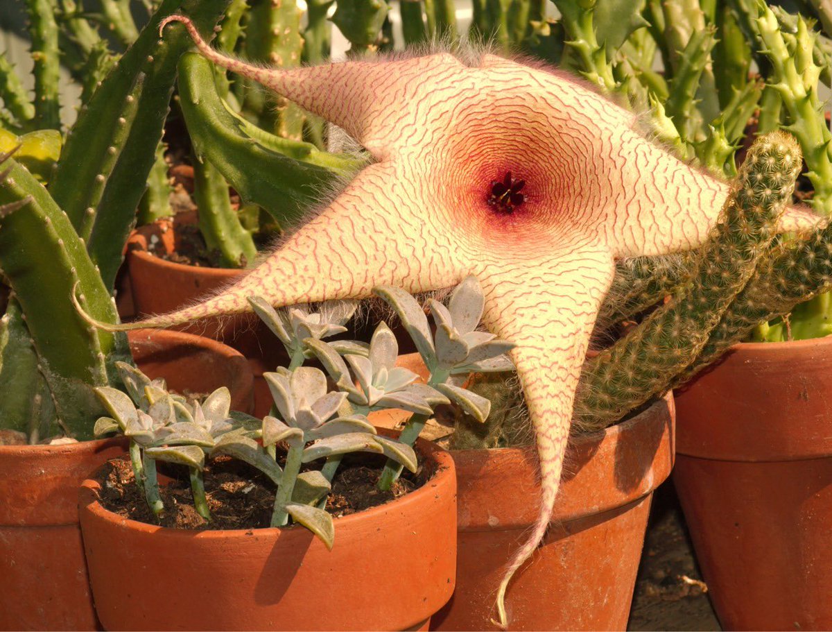geplam_usp's tweet photo. Me diz se essas plantas não são crias de Demogorgon 😰 #StrangerThings https://t.co/3ZOJzpJFZR