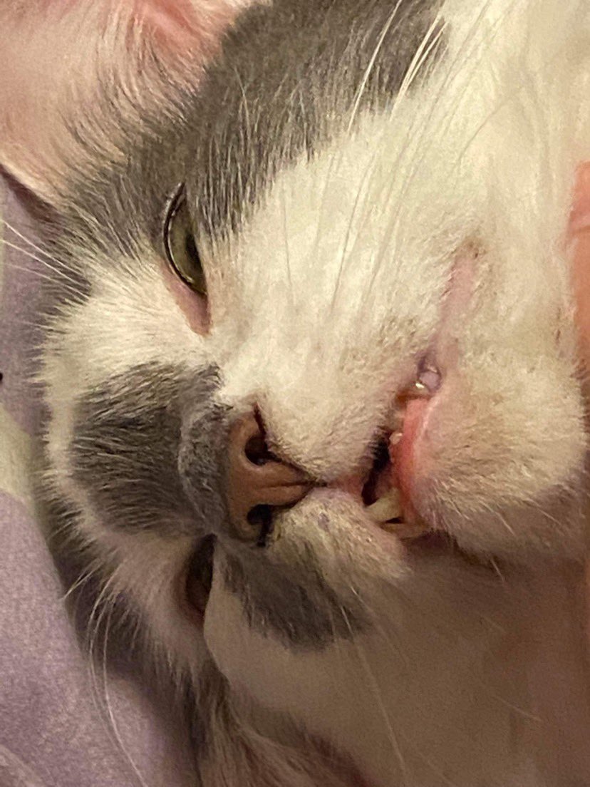 AestheticAhn's tweet photo. teefs https://t.co/vDToHtGjrE