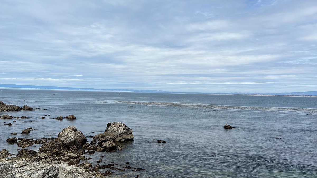 rgporras's tweet photo. Grateful for this Beautiful day and a scuba dive at the Otter Cove kelp forest. Lots of cool fishies and even got visited by a curious otter😁. https://t.co/FE6XkgYfqT