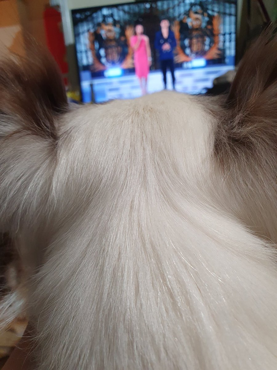 CollieFiction's tweet photo. I is watching the jumbalee with my Mumma. I sit on her knee. We got good view. https://t.co/VGQKNA54dF