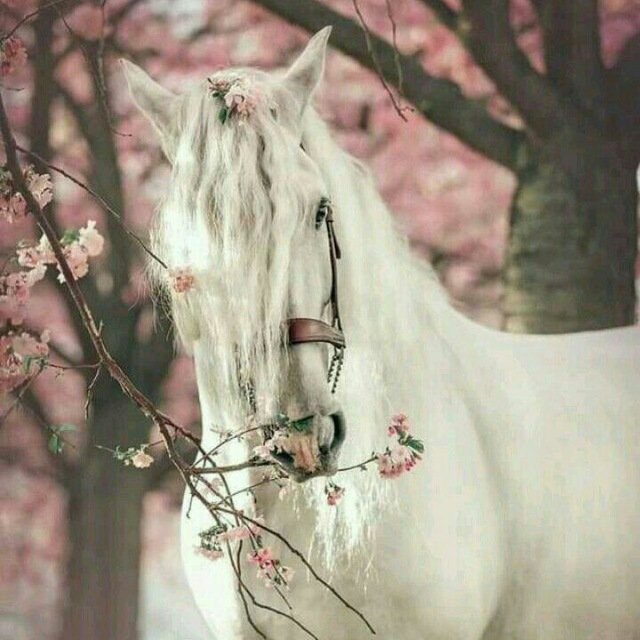 sabreenmohamm's tweet photo. وما المرءُ إلا حيث يجعل نفسه
ففي صالح الأعمال نفسك فاجعلِ💗. https://t.co/bG0VeKPoHE