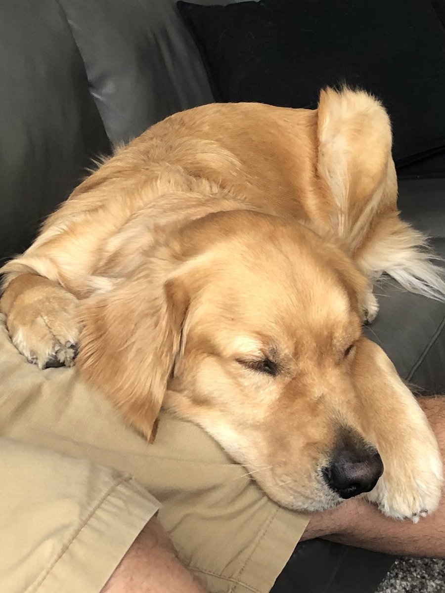 cgbosslady1's tweet photo. Happy Saturday! It’s a gardening day for mom… I’ve been supervising and I’m exhausted. I have to save my energy for tomorrow when I will be acting as official taste tester… so far no signs of any bacon… #dinnerpartyfail #dogsoftwitter #saturdayvibes #dogs #tastetester https://t.co/XsmqC8oo7X