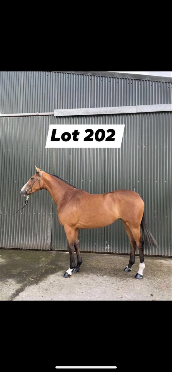 Sammymurphy777's tweet photo. Selling @Goffs1866 Land Rover Sale https://t.co/b7zcqtRccb