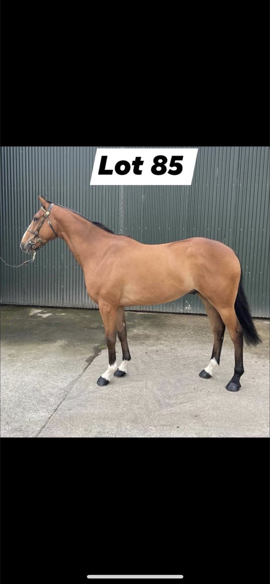 Sammymurphy777's tweet photo. Selling @Goffs1866 Land Rover Sale https://t.co/b7zcqtRccb