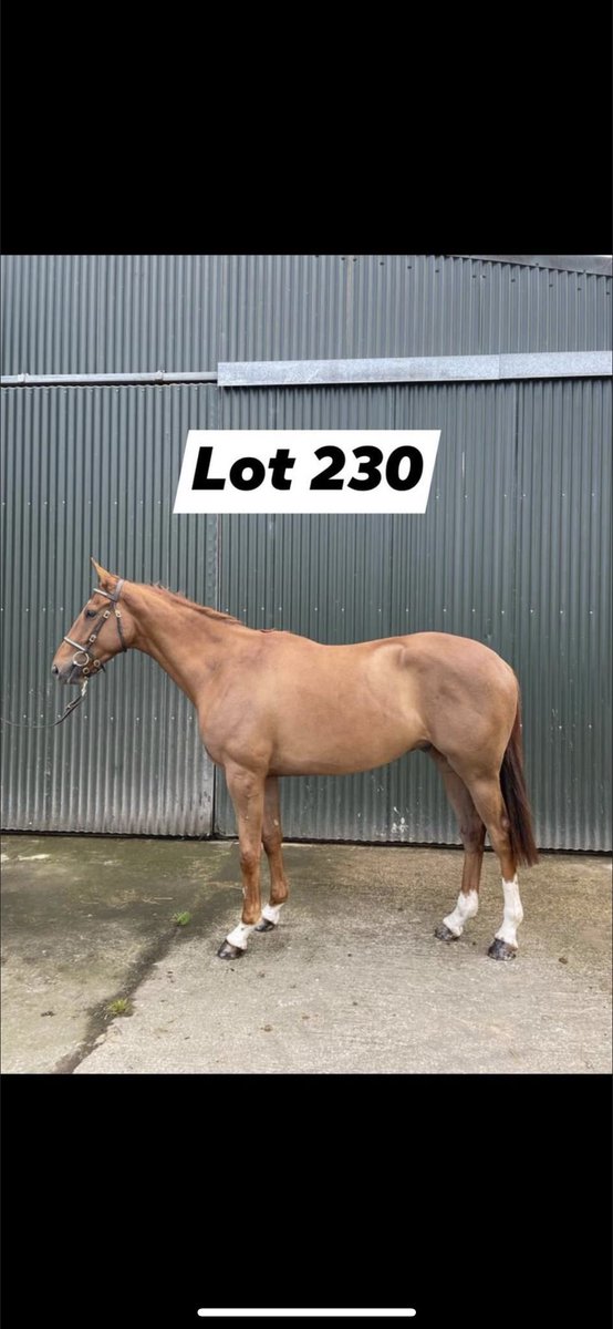 Sammymurphy777's tweet photo. Selling @Goffs1866 Land Rover Sale https://t.co/b7zcqtRccb