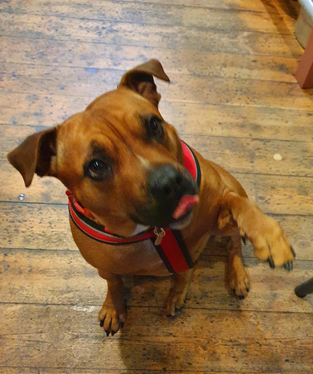 MumbrianSpinner's tweet photo. Tonight's #PubDog at the @chipandpinpub is Sandy.
As you can see, she's a very good girl ❤️😊 https://t.co/zZo2aNEy90