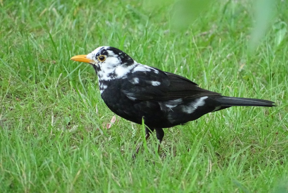 Een prachtige zomerse dag in Nunspeet met eekhoorn, tureluur en een leucistische merel (met pigmentafwijking)