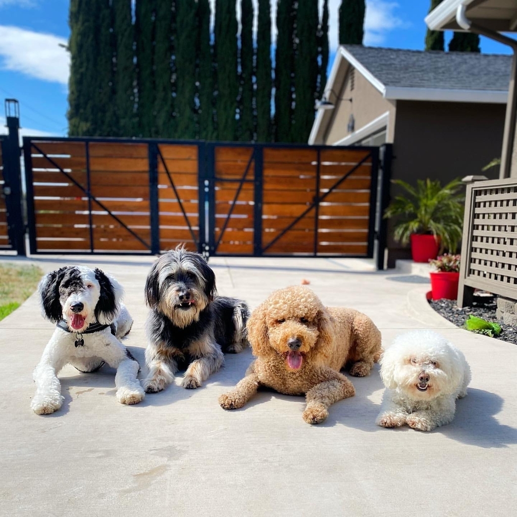 cowboymagic's tweet photo. Best Friend Friday!! Get the whole gang together! 😎
Photo by @thebarkingdoodles
"Got the whole crew with me 🐶
#sheepadoodle #maltese #poodle #maltipoo #furry #whitefur #chowchow #sfdog #sanfrancisco #cowboymagic #citydog #puppiesofi… https://t.co/eZB64kgQGu https://t.co/LxPJXthTvy