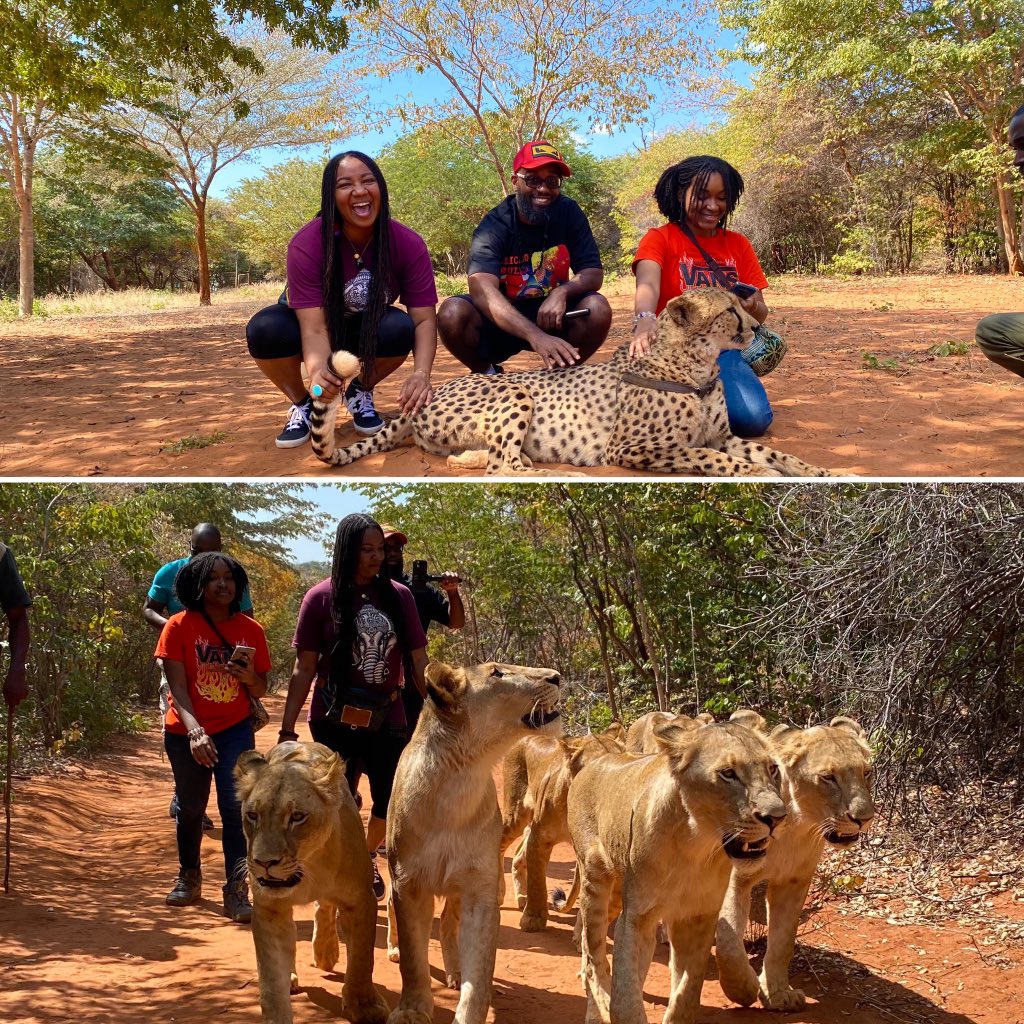 Mukuni Big 5 Safaris is a must if you come to Livingstone, Zambia!!🐆🦁
This was our first close encounter with fierce wild animals. 👀#mukunibig5safaris #unapologeticnomads #pumulanilodge #cheetahs #lions
