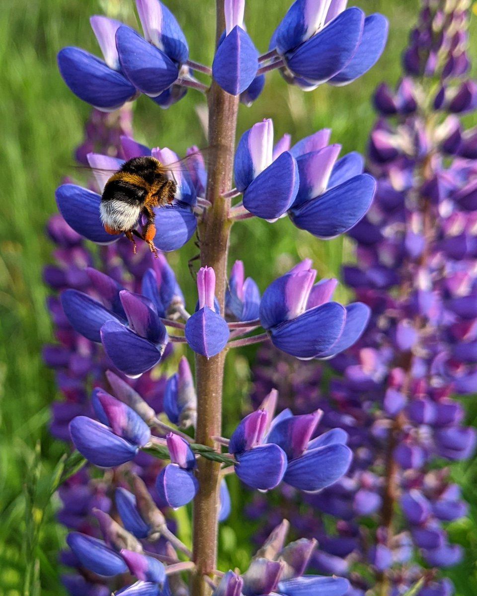 HansThuv's tweet image. Bumble bee on garden lupin 🐝🌺
📱 Google Pixel 3 | Picture taken with stock camera app 📸
#smartphonephoto #androidphoto #smartphonephotography #smartphonephotos  #googlepixel #googlepixel3 #teampixel #bumblebee #flower #flowers #gardenlupin #purple #green #insect