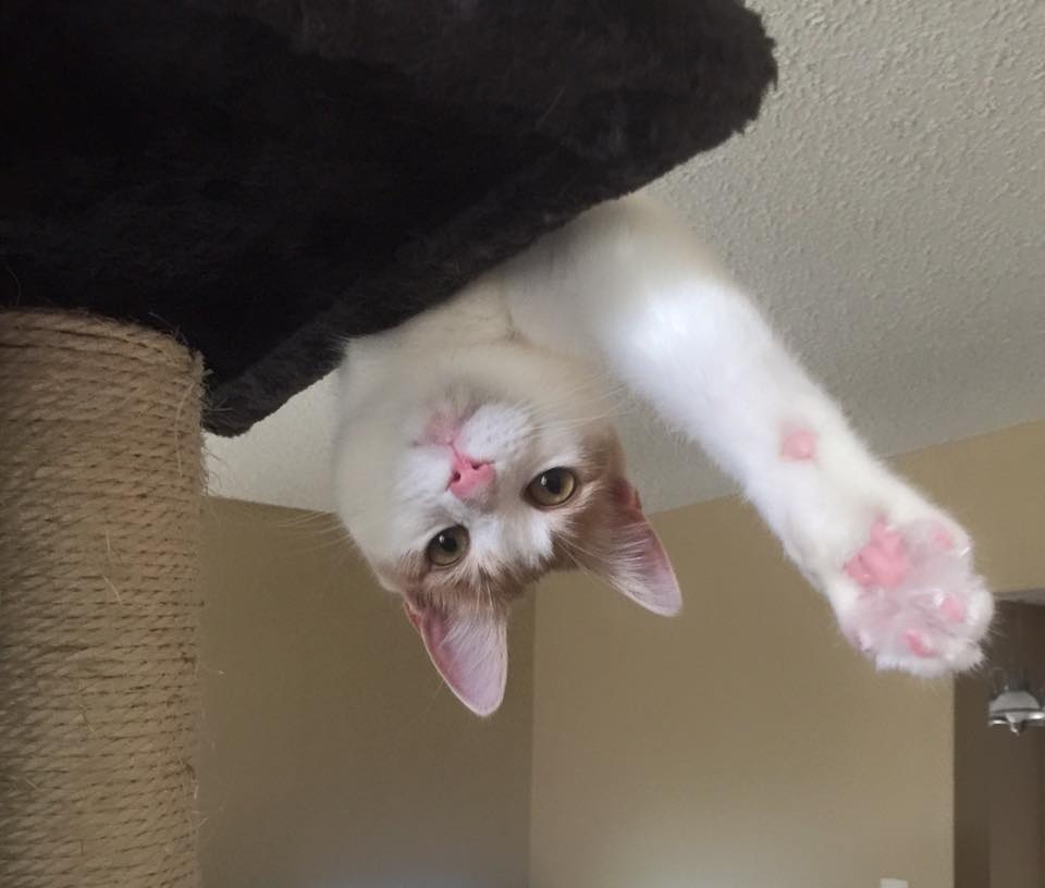 BeauChandler12's tweet photo. Goodbye, Micro.
You will be missed.
You were a great cat.
#CatsOfTwitter #Caturday #RIPMicro https://t.co/IpQhD6A9wh