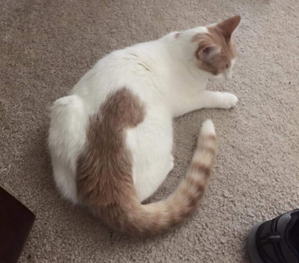 BeauChandler12's tweet photo. Goodbye, Micro.
You will be missed.
You were a great cat.
#CatsOfTwitter #Caturday #RIPMicro https://t.co/IpQhD6A9wh