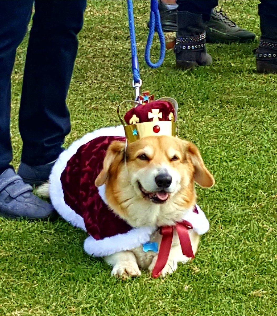 swordchick's tweet image. The best dressed dog in our village jubilee celebrations, this afternoon