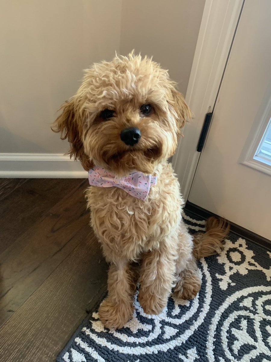 Bentleytheleo's tweet photo. I’ll take any excuse to dress up! Prom pics with the big brother! #matchingties #whoscuter https://t.co/rs6EWasvPn