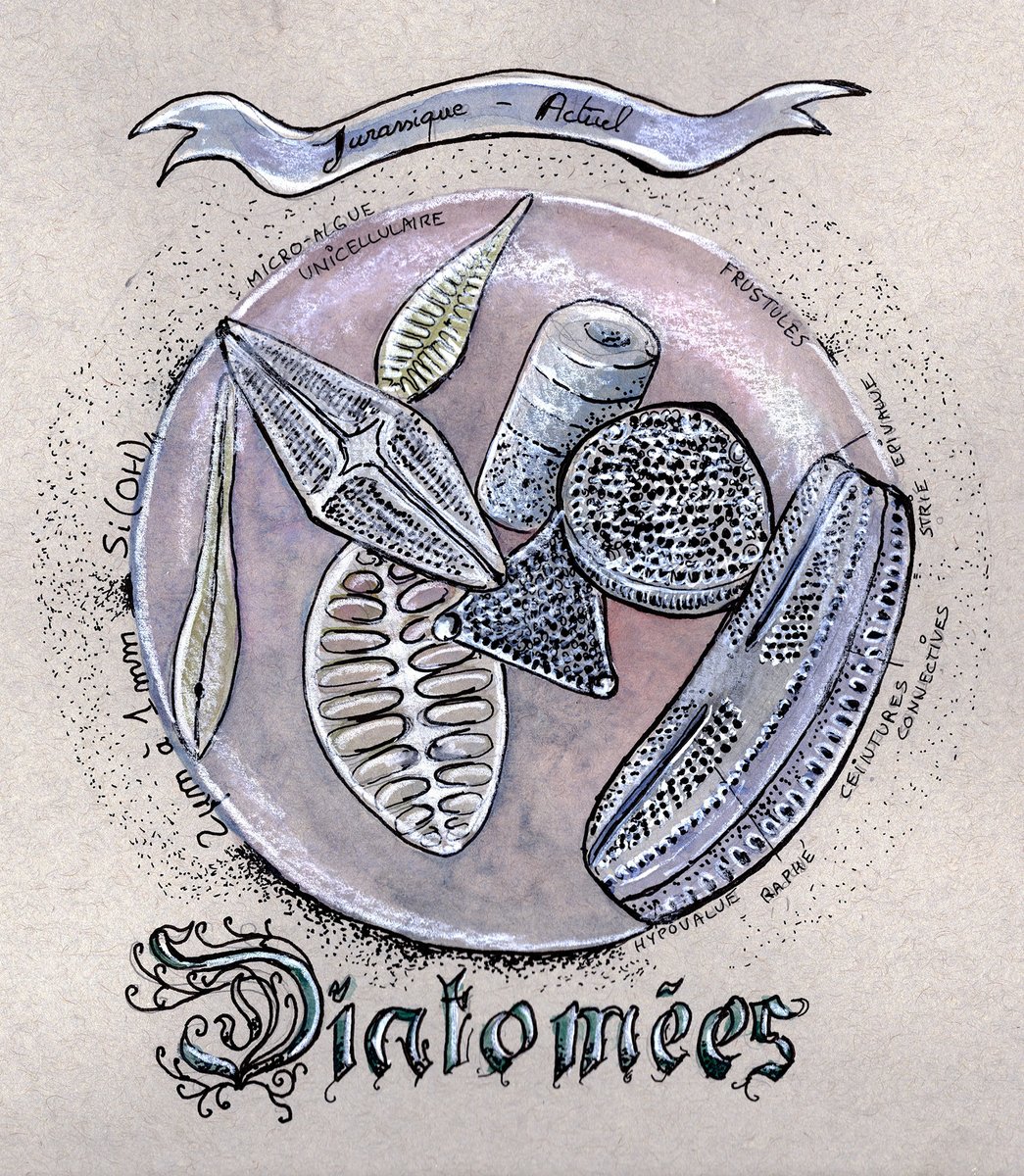 AquaTom13's tweet photo. Jour 4 - Diatomées - #sciart - #junegeoart - #diatomées #microfossiles #mixedarts https://t.co/HBP1iMAaV9