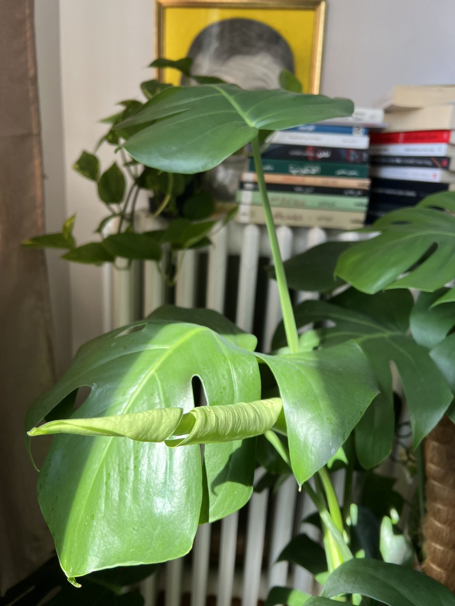 KawtherJarray's tweet image. Hello life 🥰