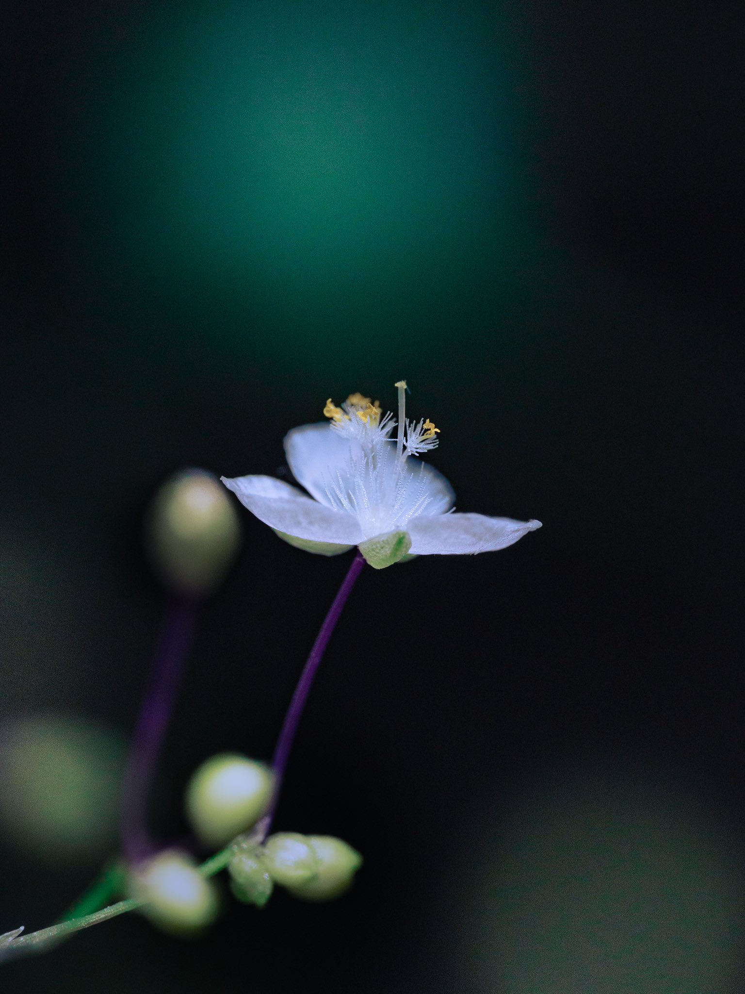 Takao ブライダルベール ブライダルベールが庭の隅っこに咲いていました ご近所から来たみたいです メキシコ原産 ツユクサ科 この季節に咲き始める5mm程の小さな花 です 雄蕊にふわふわの毛が生えています この毛は受粉を助けてくれる虫を惹きつける