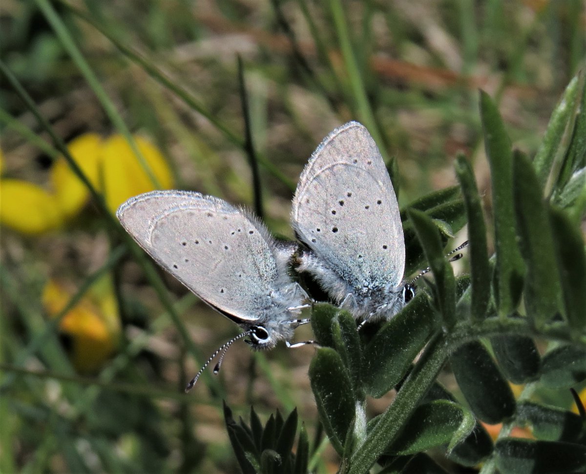 trailerbythesea's tweet photo. Annual pilgrimage to Portknockie, Moray, which will forever be home of the #SmallBlue to me. Colony thriving and SBs also at #SpeyBay today with a couple of flighty #DingySkippers (DS pic from last year, as they were too frantic in the heat). LOVE #butterflies LOVE #biodiversity https://t.co/kGa1BPu7kW