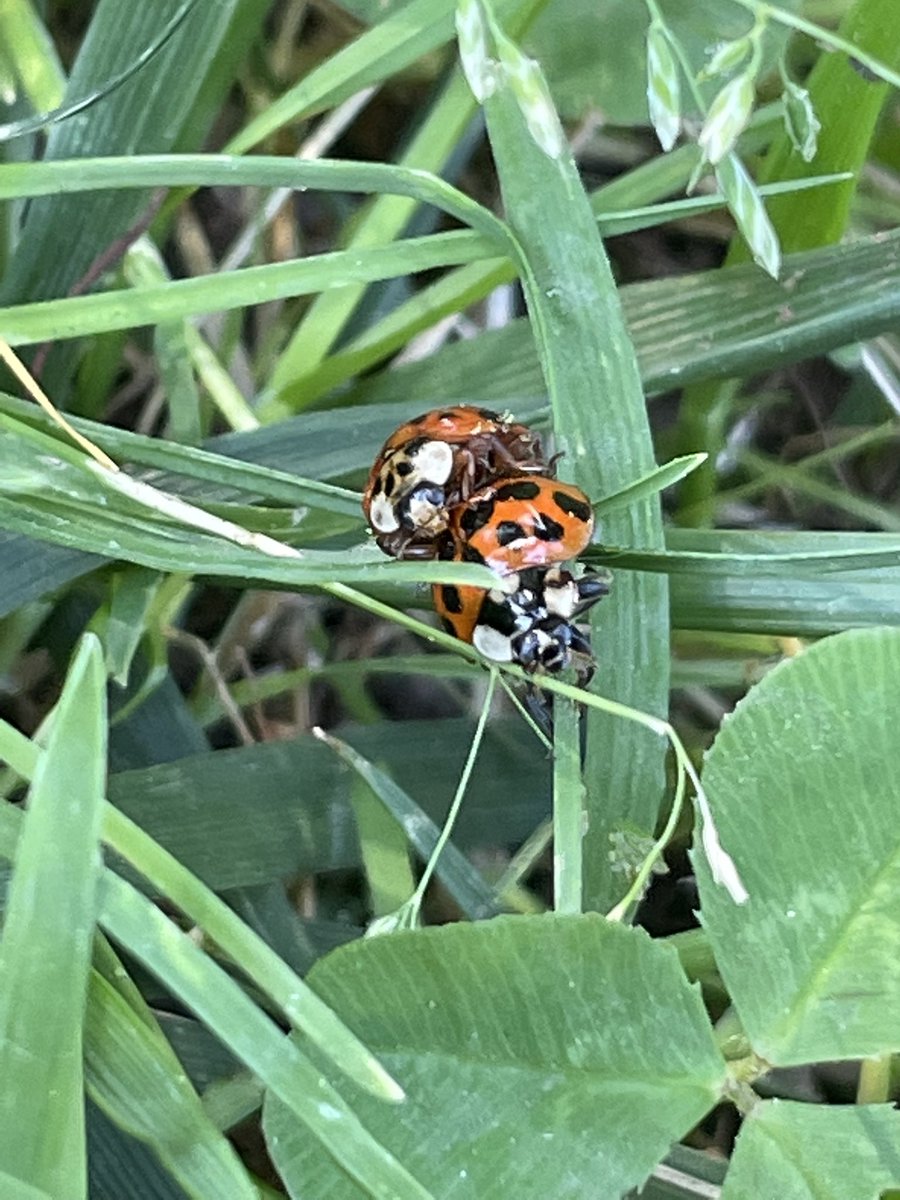 bugsofpa's tweet photo. 😳😳(I think they are celebrating pride month)😳😳 https://t.co/EFUo9t2x7P